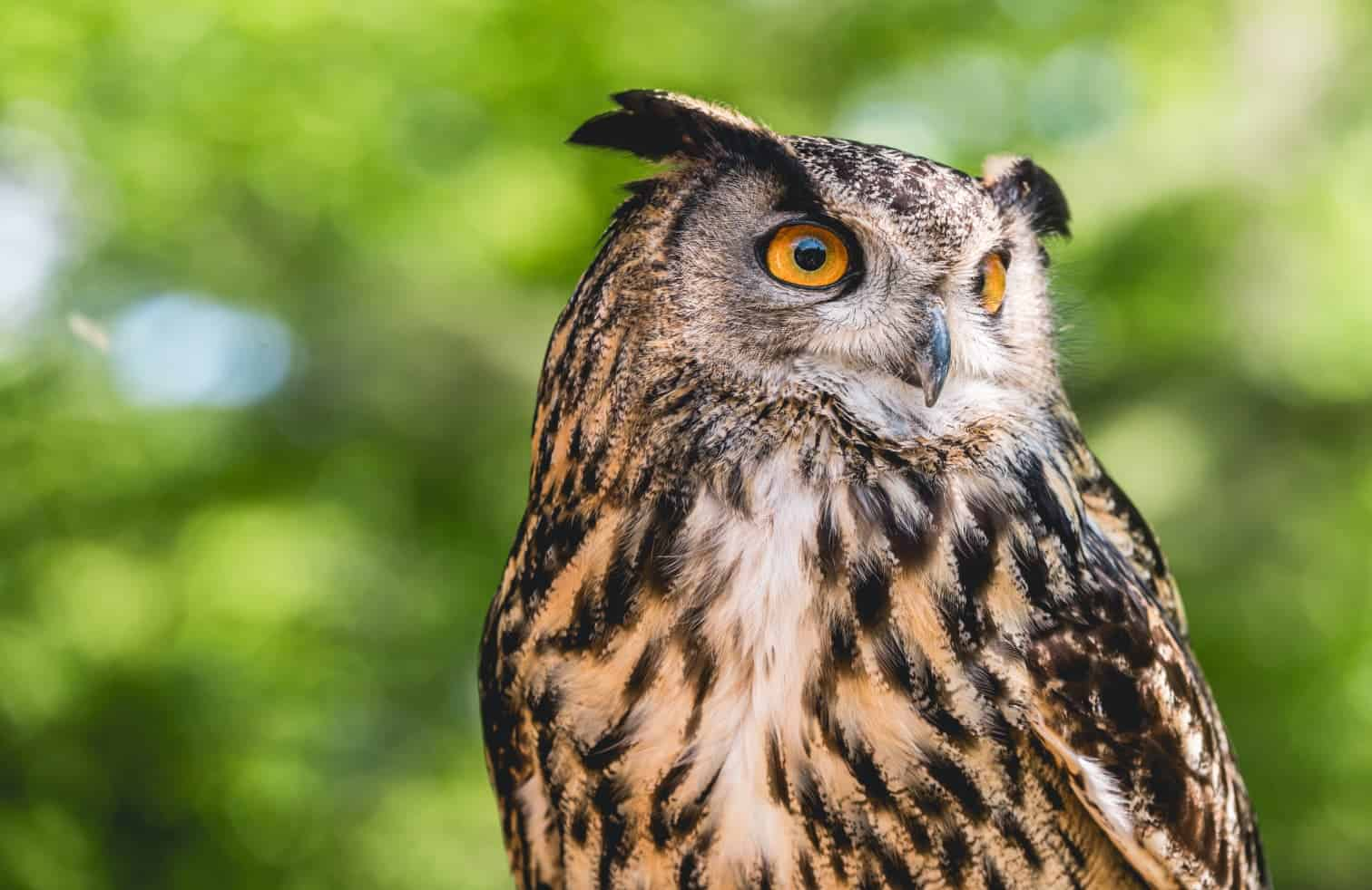 Spectacle de fauconnerie